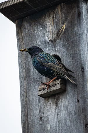 Скворцы прилетели!